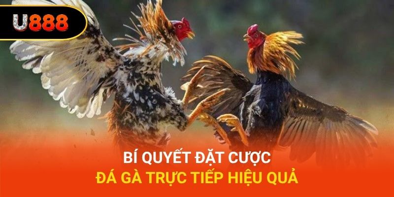 Bí quyết đặt cược đá gà trực tiếp hiệu quả