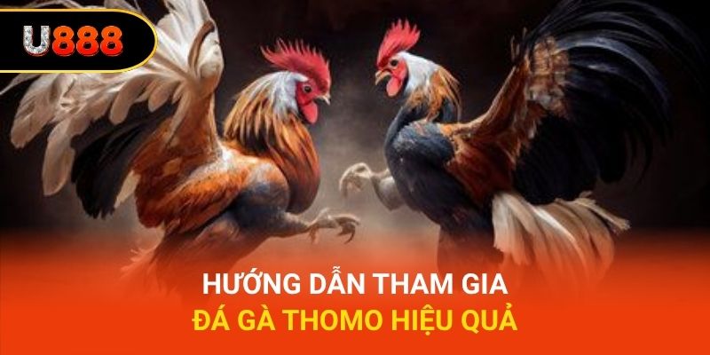 Hướng dẫn tham gia đá gà Thomo hiệu quả