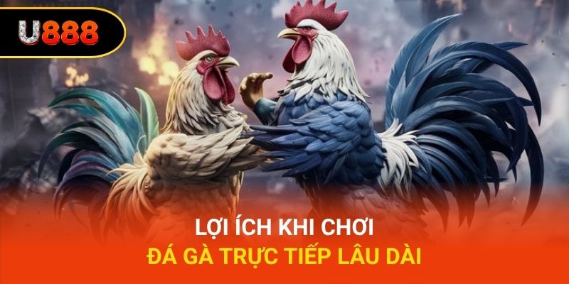 Lợi ích khi chơi đá gà trực tiếp lâu dài