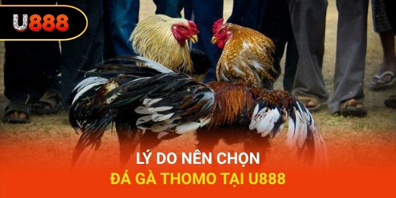 Lý do nên chọn đá gà Thomo tại U888