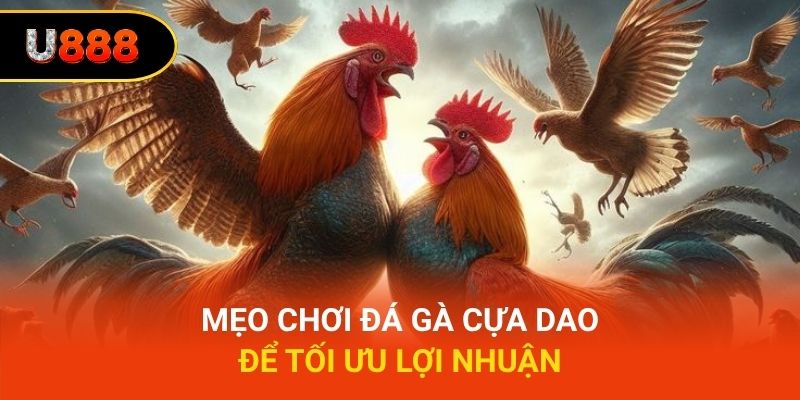 Mẹo chơi đá gà cựa dao để tối ưu lợi nhuận