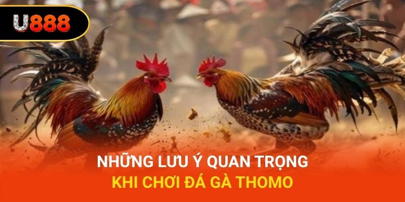 Những lưu ý quan trọng khi chơi đá gà Thomo