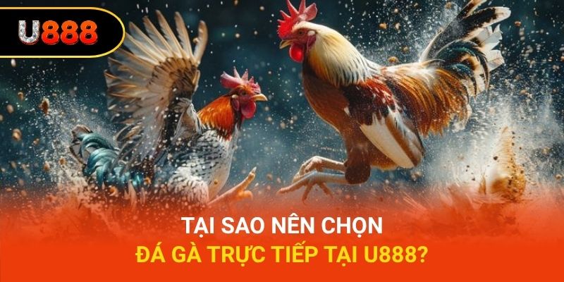 Tại sao nên chọn đá gà trực tiếp tại U888