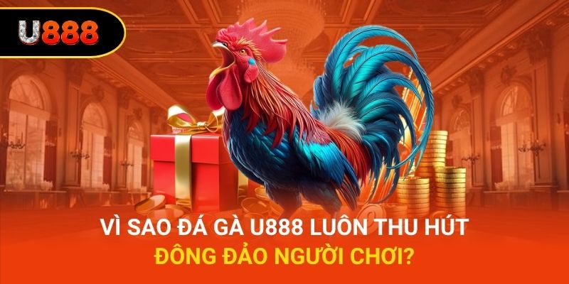 Vì sao đá gà U888 luôn thu hút đông đảo người chơi