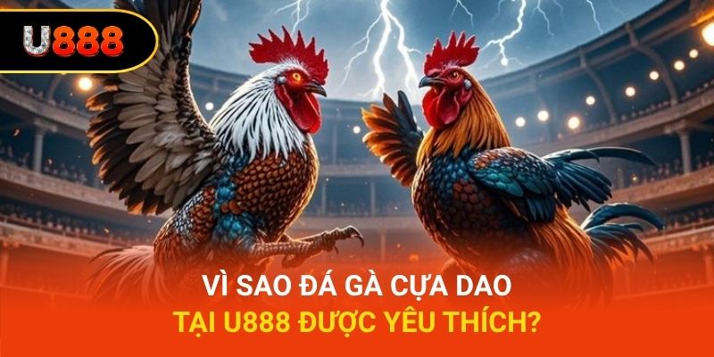 Vì sao đá gà cựa dao tại U888 được yêu thích